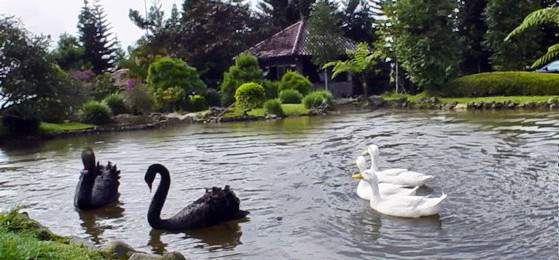 Black and White -- Attracting Opposites